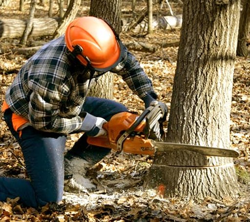 Tree Removal in Plymouth, NY